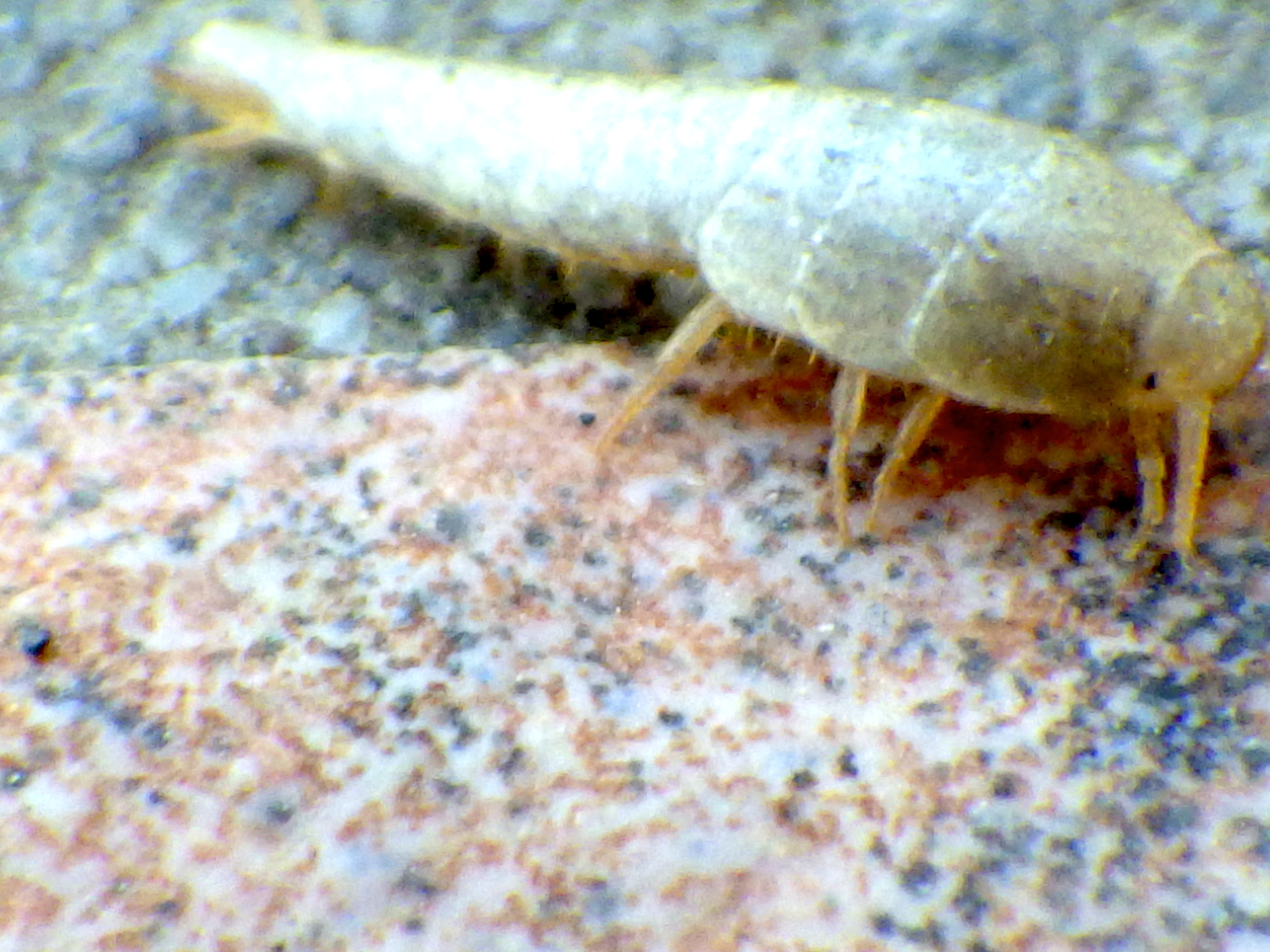 Tricholepisma aurea (Dufour, 1831)